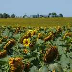 Sunflowers Brighten South Dakota Roadsides